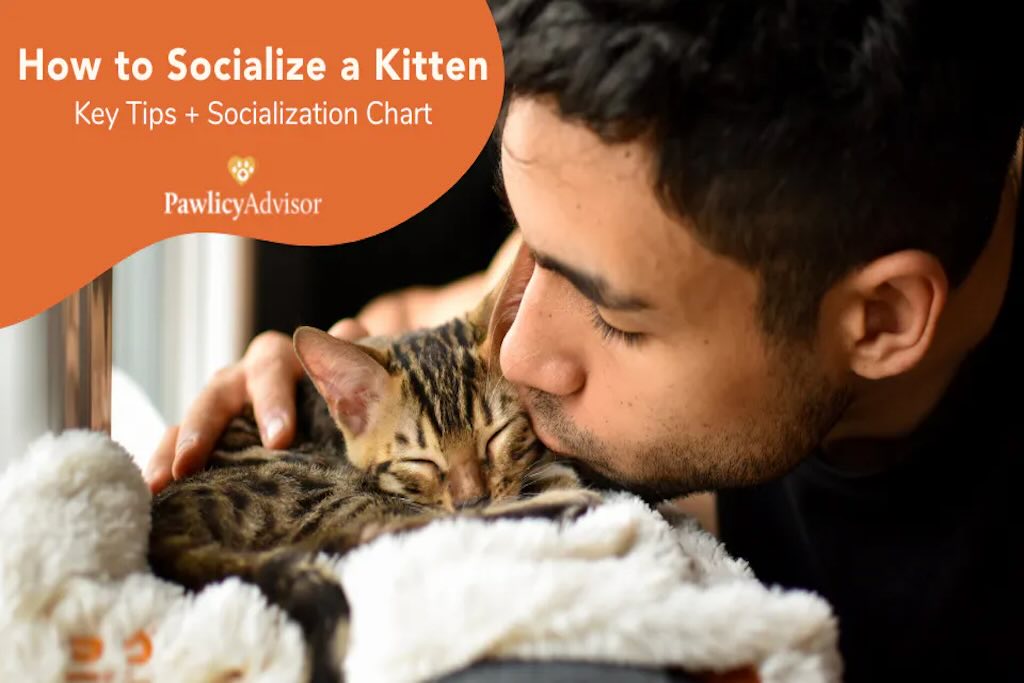 How To Socialize A Kitten: Key Tips + Socialization Chart