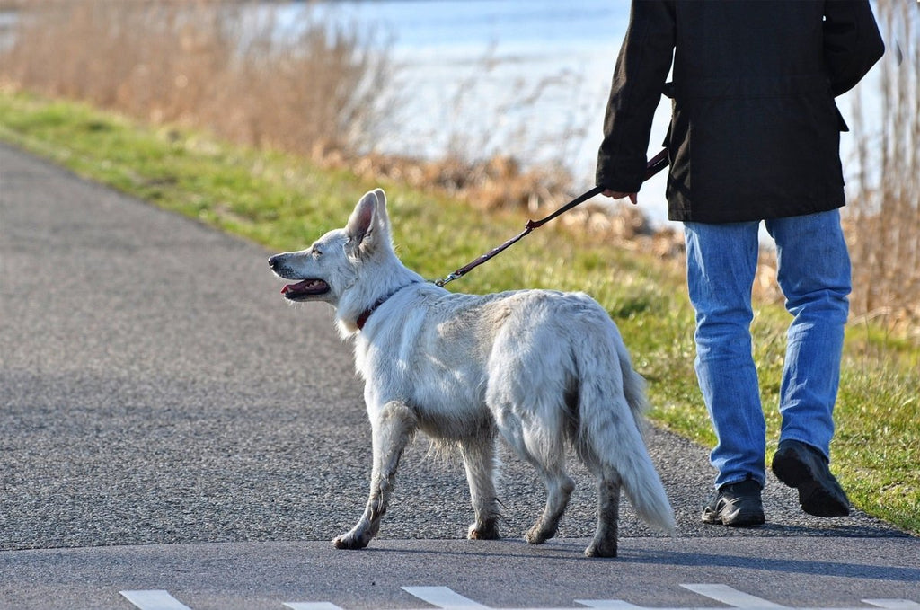 Walking a dog is better at combating stress than strolling alone