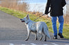 Walking a dog is better at combating stress than strolling alone